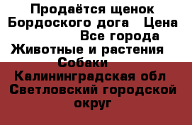 Продаётся щенок Бордоского дога › Цена ­ 37 000 - Все города Животные и растения » Собаки   . Калининградская обл.,Светловский городской округ 